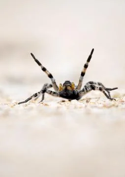 Spider Stock Photos