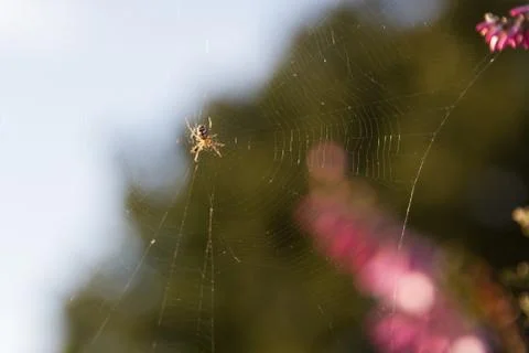 Spider 스톡 사진