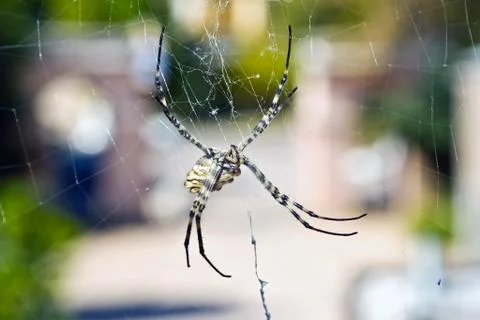 Spider Stock Photos