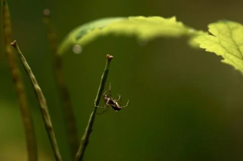 Spider Stock Photos