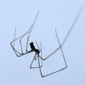 Spider Stock Photos