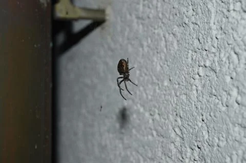 Spider Stock Photos