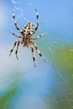 Spider Stock Photos