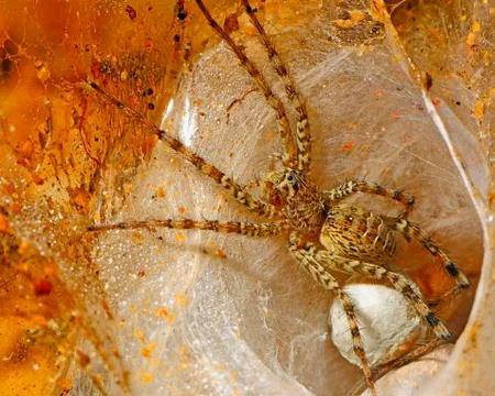 Spider Stock Photos