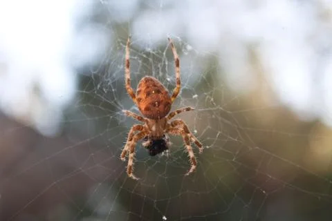 Spider Stock Photos
