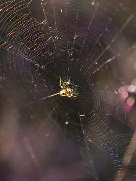 Spider 스톡 사진