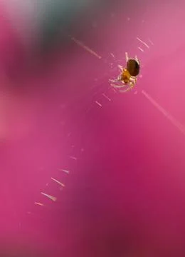 Spider Stock Photos
