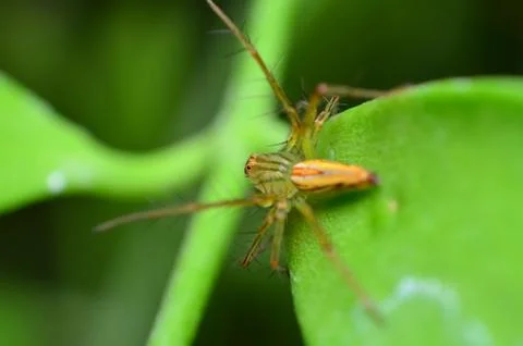 Spider Stock Photos
