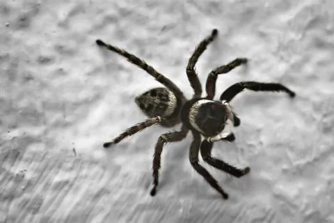 Spider Stock Photos