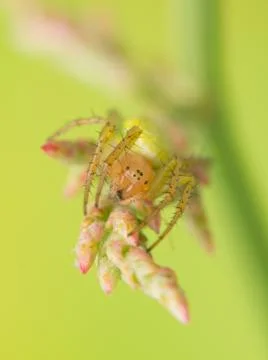Spider Stock Photos