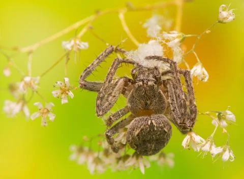 Spider Stock Photos