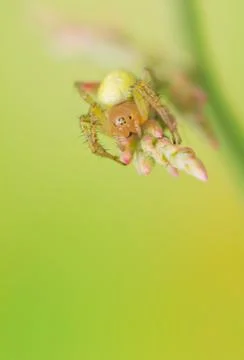 Spider Stock Photos