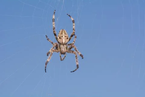 Spider Stock Photos