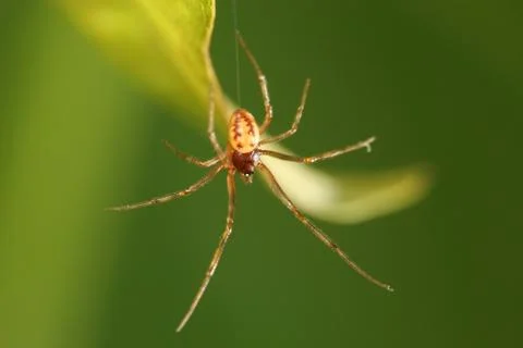 Spider Stock Photos