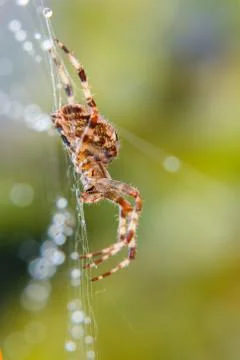 Spider Stock Photos