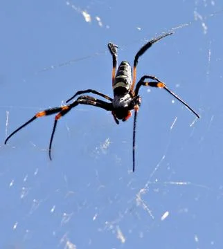 Spider Stock Photos