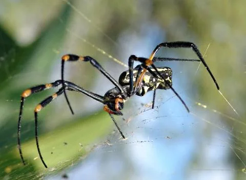 Spider Stock-Fotos