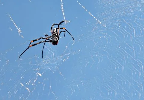 Spider Stock-Fotos