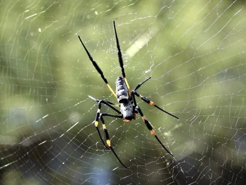Spider Stock-Fotos