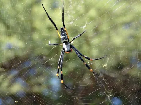 Spider 写真素材