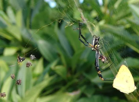 Spider Foto stock