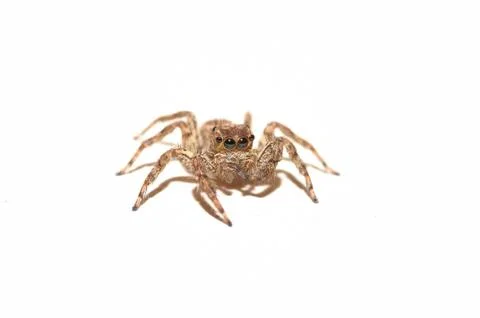 Spider Stock Photos