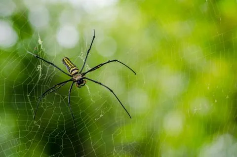 Spider Fotos de archivo