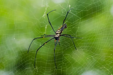 Spider Fotos de archivo