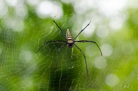 Spider Fotos de archivo