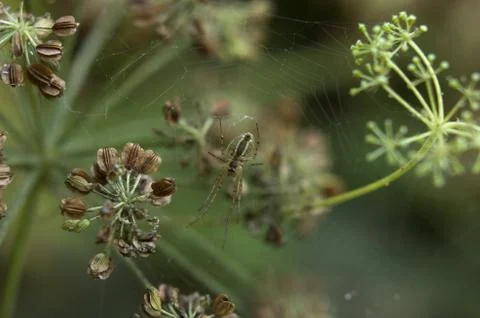 Spider Stock Photos