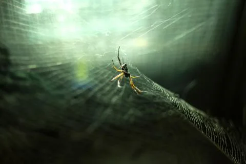 Spider Stock Photos