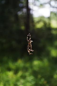 Spider 스톡 사진