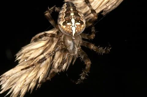 Spider Stock Photos