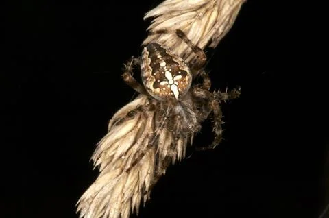 Spider 스톡 사진