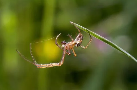 Spider Stock Photos