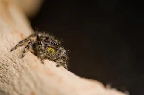 Spider Stock Photos