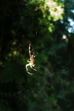 Spider Stock Photos