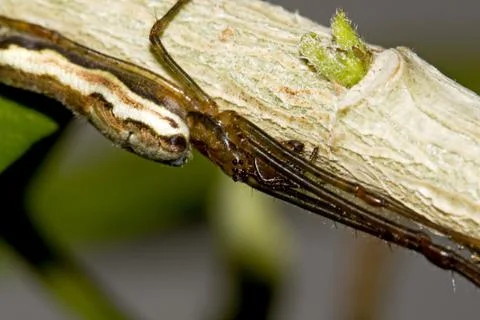 Spider Stock Photos