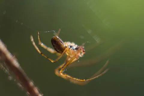 Spider Stock Photos
