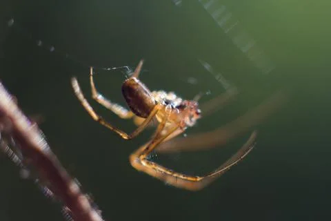 Spider Stock Photos