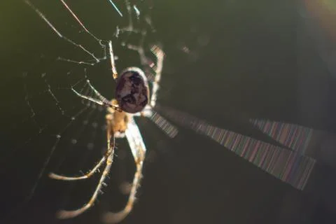 Spider Stock Photos