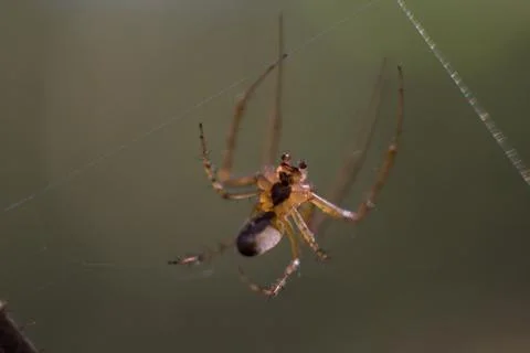 Spider Stock Photos