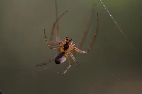 Spider Stock Photos