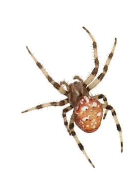 Spider Stock Photos