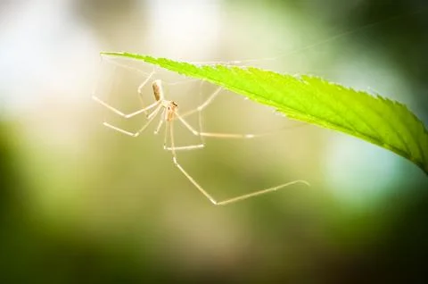 Spider Stock Photos