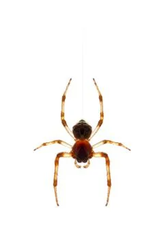 Spider Stock Photos