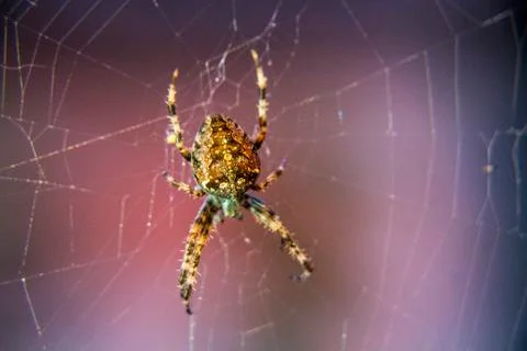 Spider Stock Photos