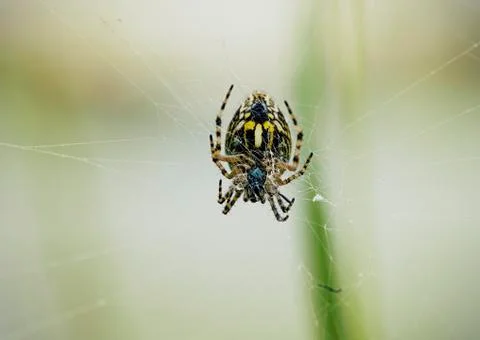 Spider Stock-Fotos