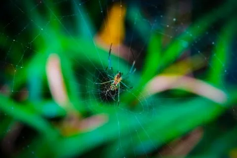 Spider Stock Photos