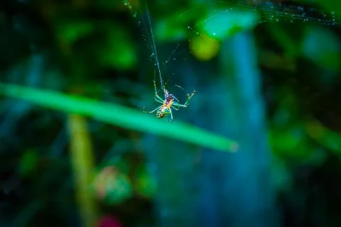 Spider Stock Photos